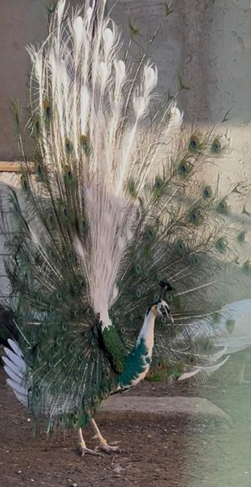 Păuni spalding de vanzare