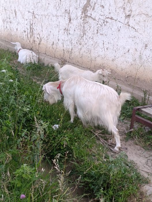 Ona bola echki lar sotiladi soni 3- ta . 2- litr suti bor.