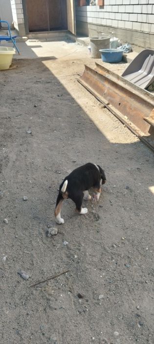 Продам щенка 2х месечный
