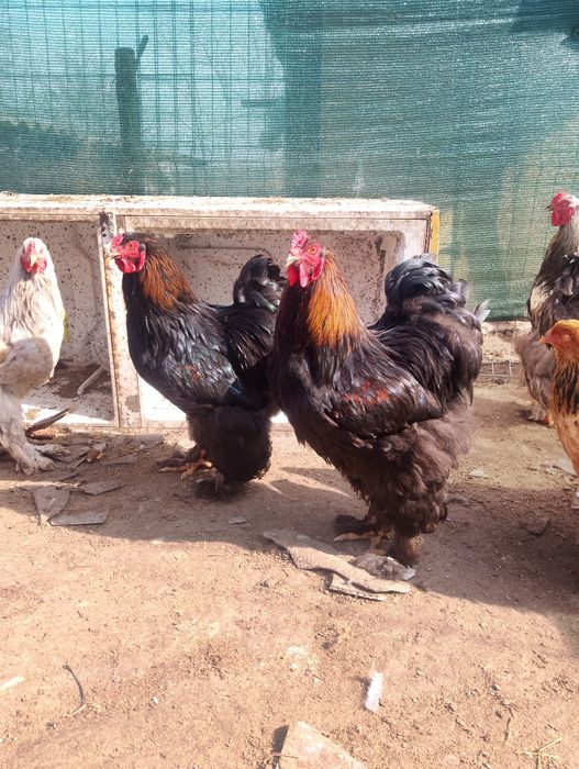 Vând  cocoși brahma