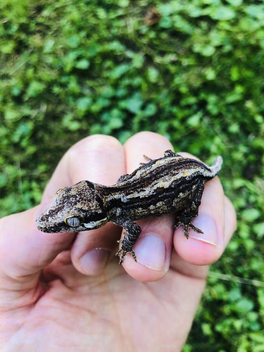 Pui de soparla gargoyle gecko