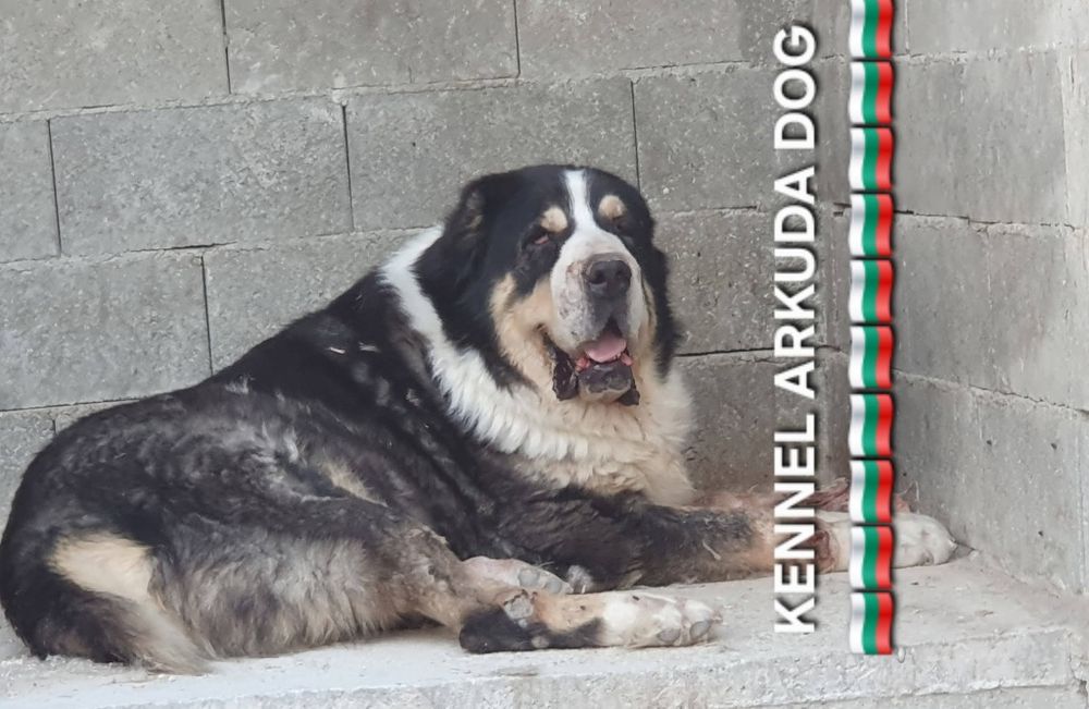 Средноазиатска овчарка