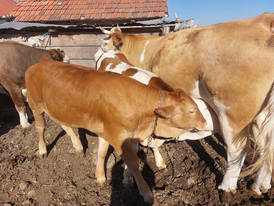 Vaci și viței de vânzare detalii la telefon 0740159629