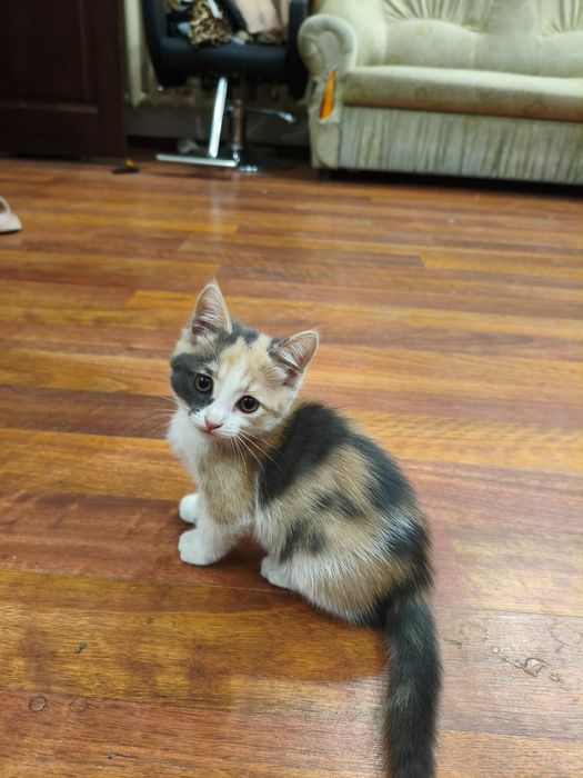 Котёнок девочка ищет хозяев