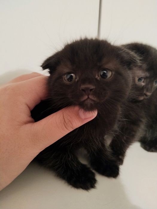 Красивые котята.