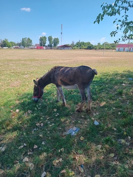 Vând măgar de oi capre