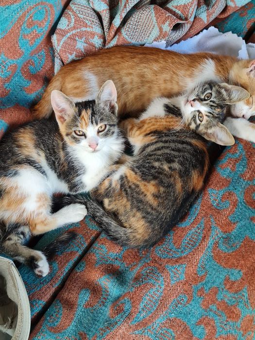 Se dau spre adopție pisoi