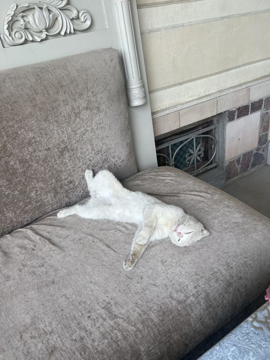 Скотишфолд.