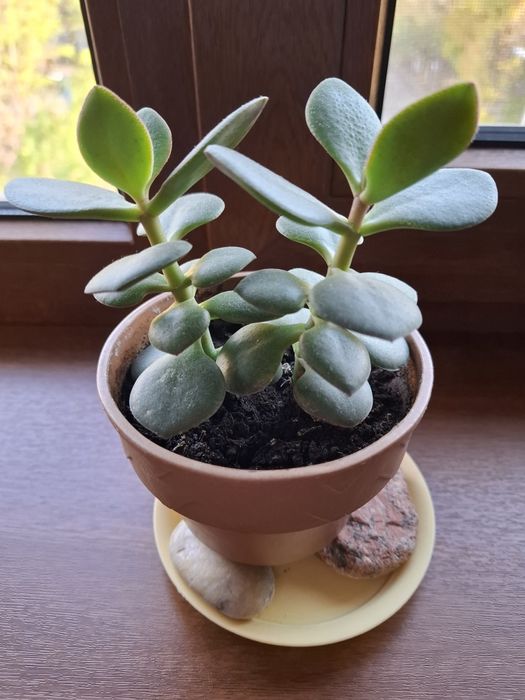 Кактус взрослый с деткой