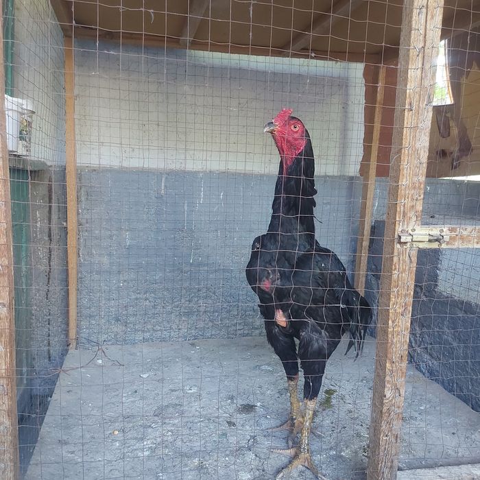 Корейц июнски крупный