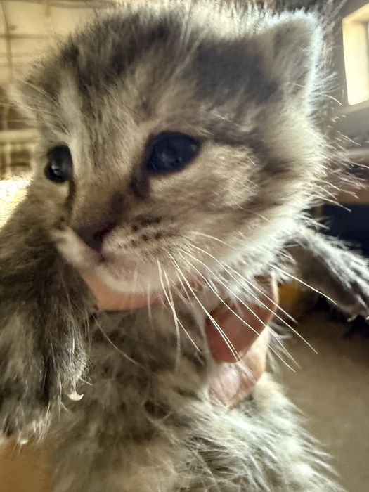 Отдадим котят в добрые руки