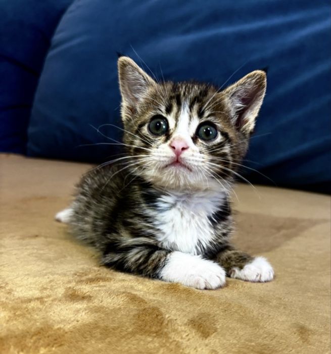 Котёнок(1,5 мес.) г.Алматы