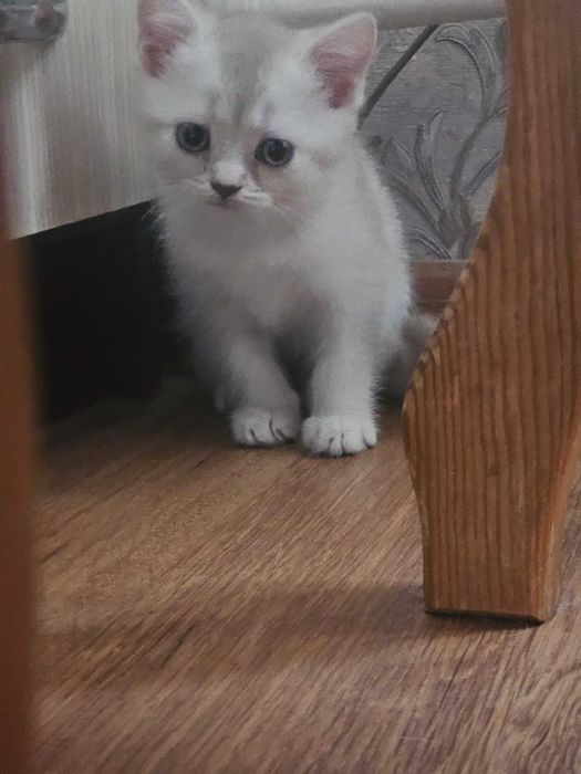 Продаются котята