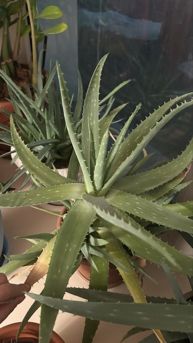 Продам алое цветы
