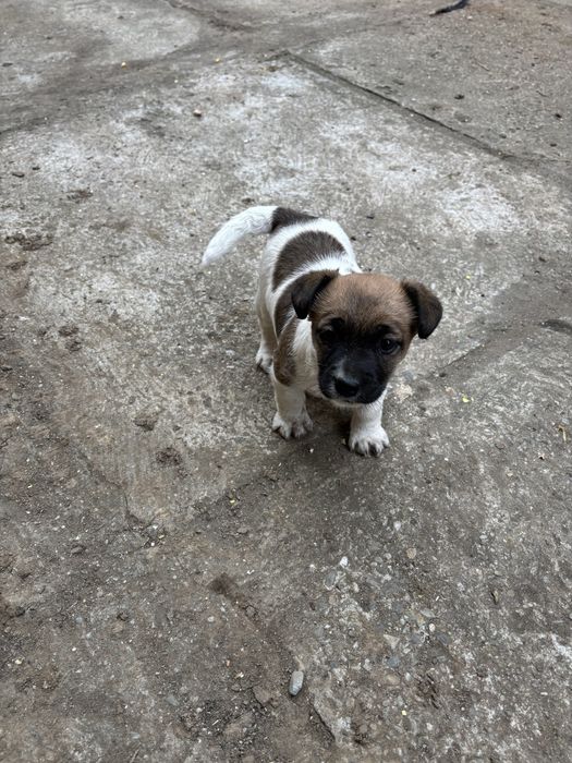 Jack russell terrier