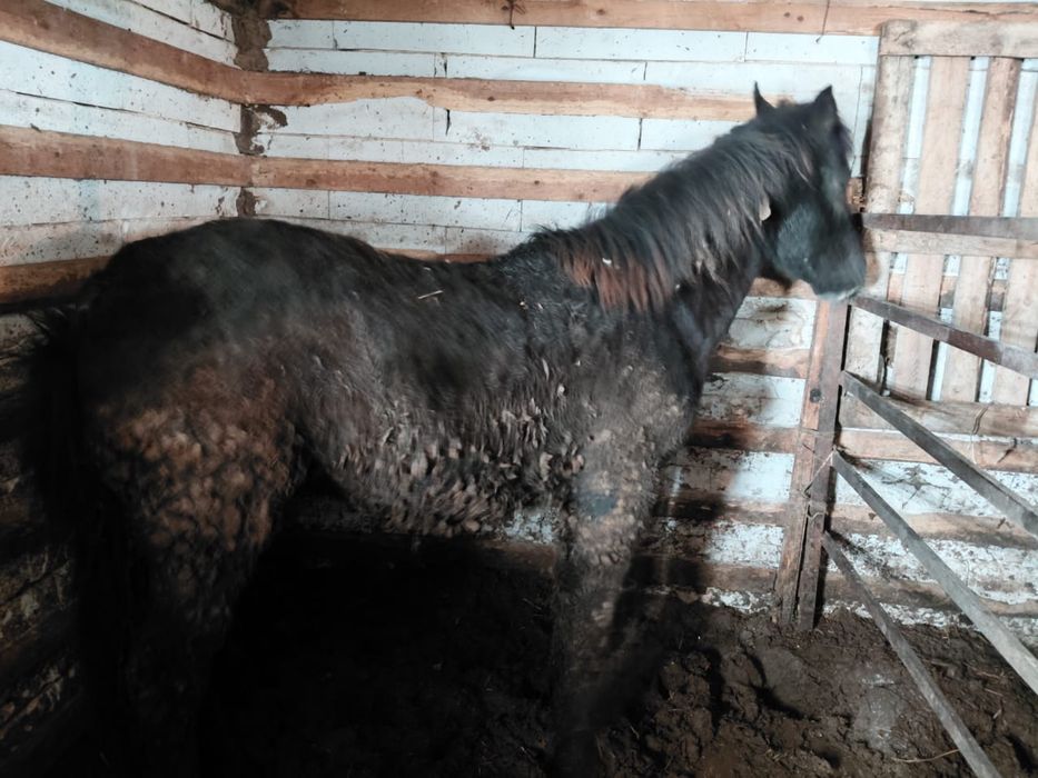 24 кулыны полукровка срочно сатылады