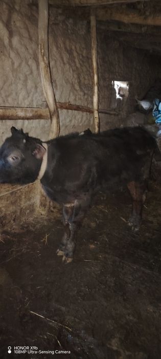 Mok sotiladi yaxshi mollar