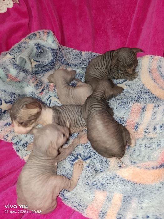 Котята канадский сфинкс