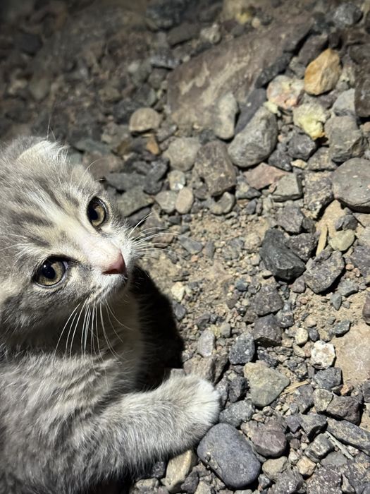 Котёноккк,кошкаа