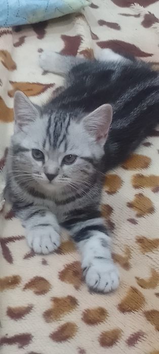 Шотландская кошечка очаровашка