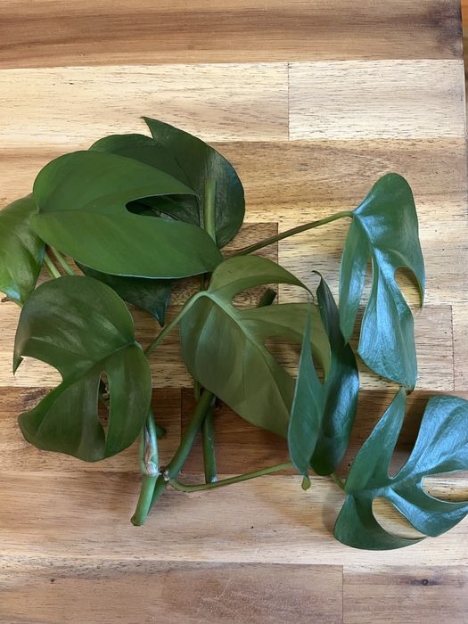 Резници от растения