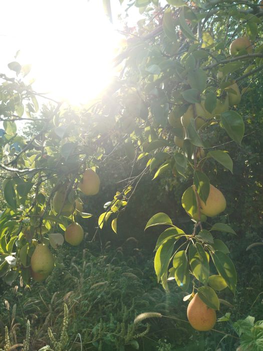 Продам грушу домашний