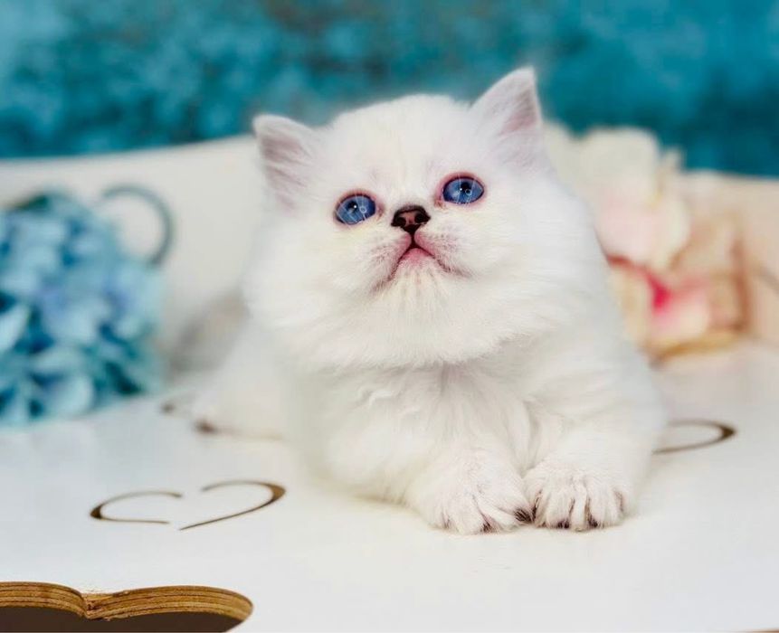 British puiut mascul