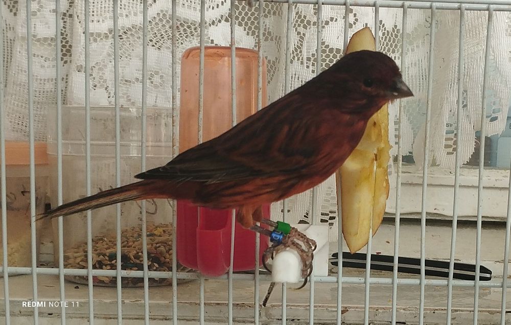 Канарейки самцы. Пающий.продается.