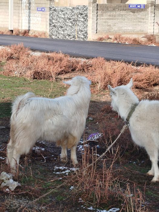Ешкілер сатылады