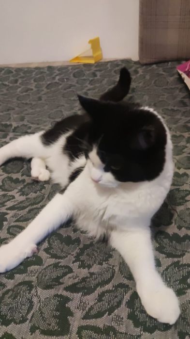 Кот для вязки бесплатно