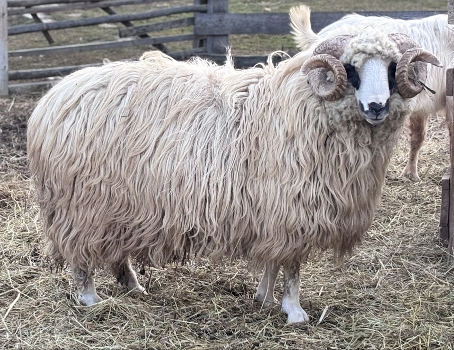 Oi si Berbeci de vanzare!