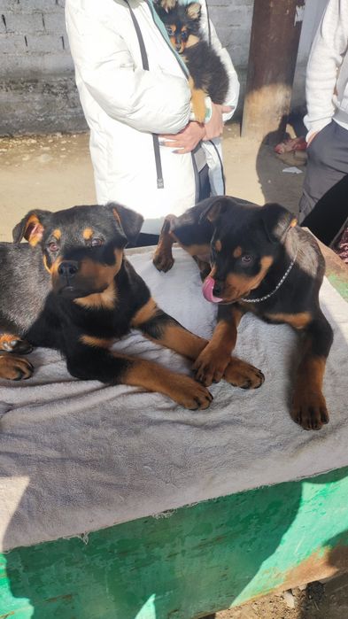 Ротвейлеры продаются