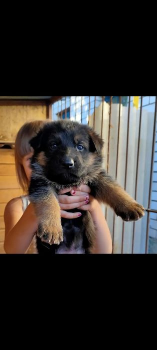 Продам щенков немецкой овчарки