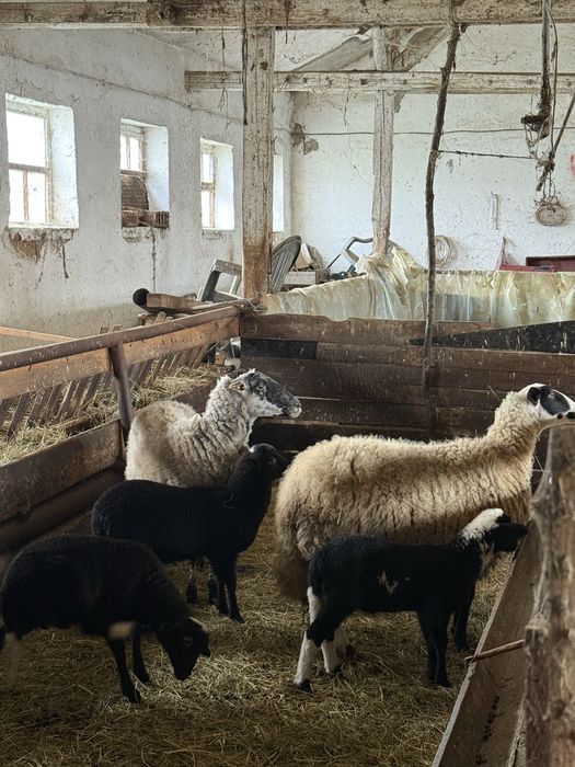 Стадо овце- дават се във купа