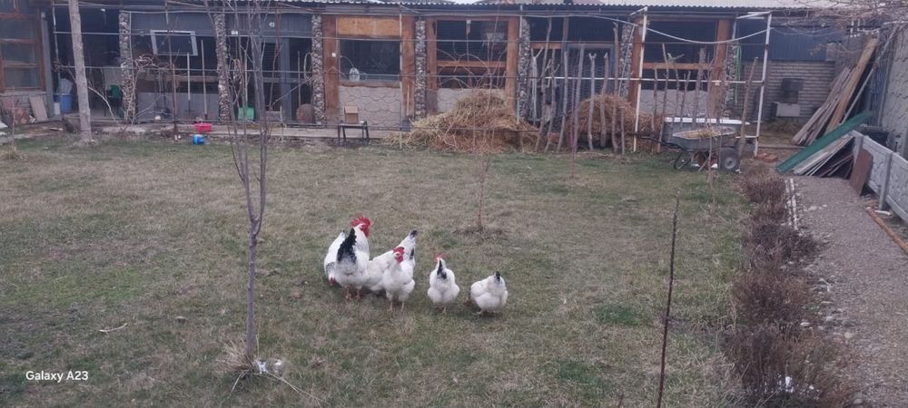 Продаются цыплята