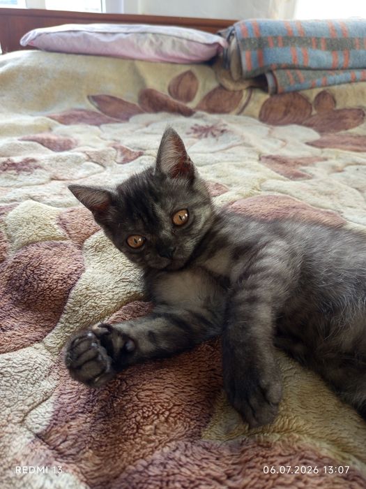 Отдаю котят в добрые руки