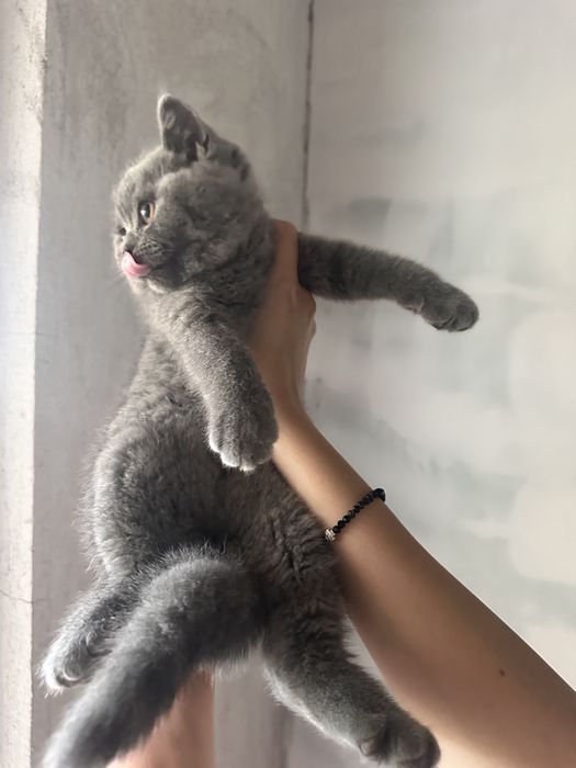 Британски котета