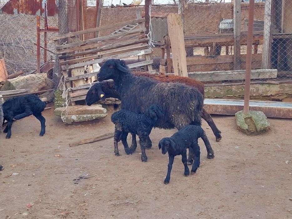 Жас ірі денелі қозылы қойлар сатылады