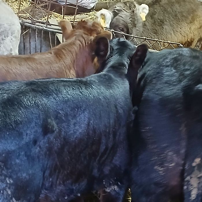 Taurasi și vitele angus și belga