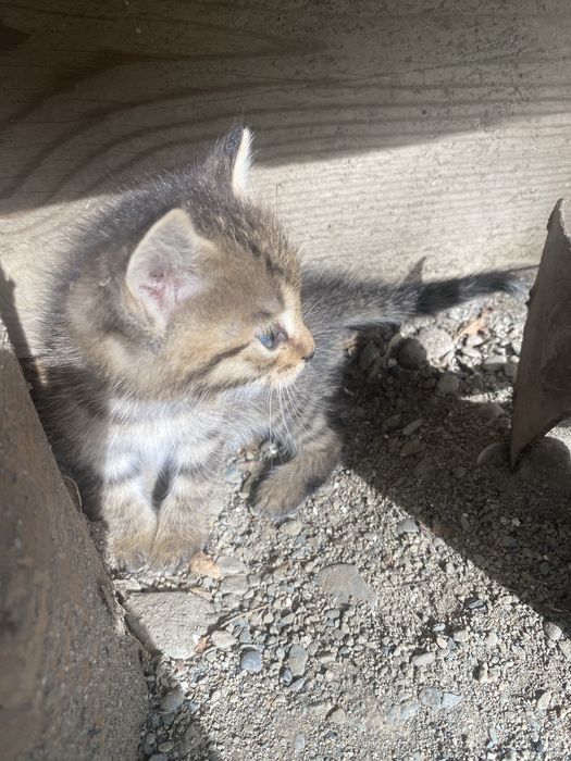 Отдаю в добрые руки котят
