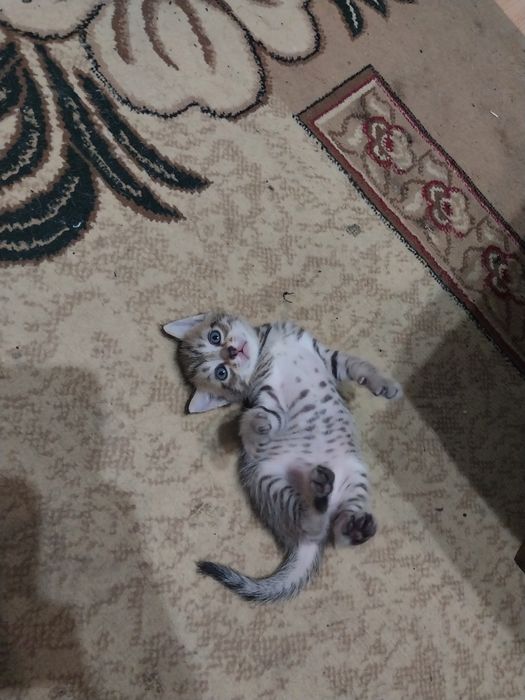 Отдам в добрые руки