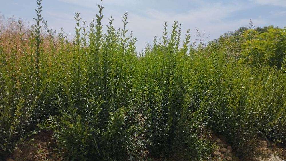 Саженцы все виды