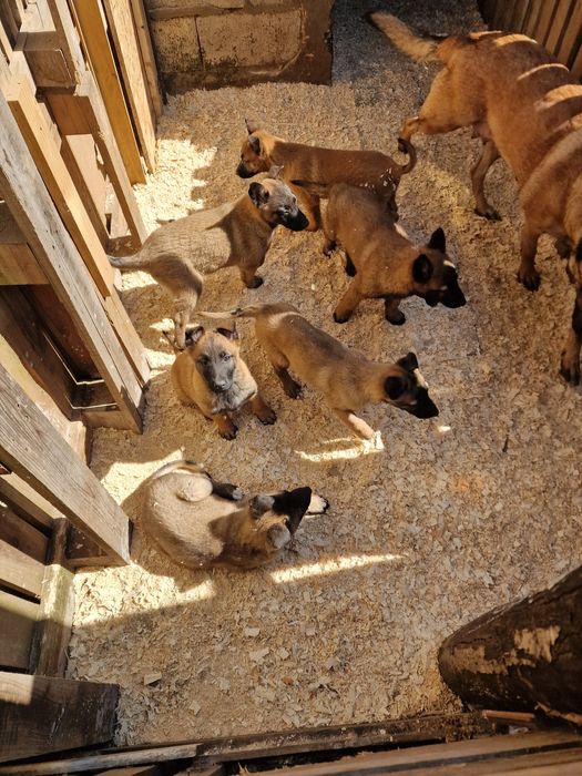 Бебета Малиноа с поставени 2 ваксини