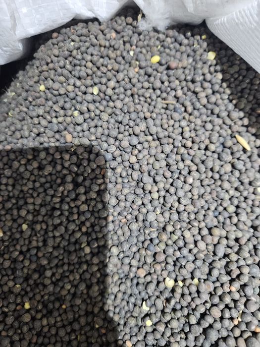 Samanta iarba coasă/ pășune, Amestec furajer, Măzăriche, Sparceta, Trifoi Sudan Sorg