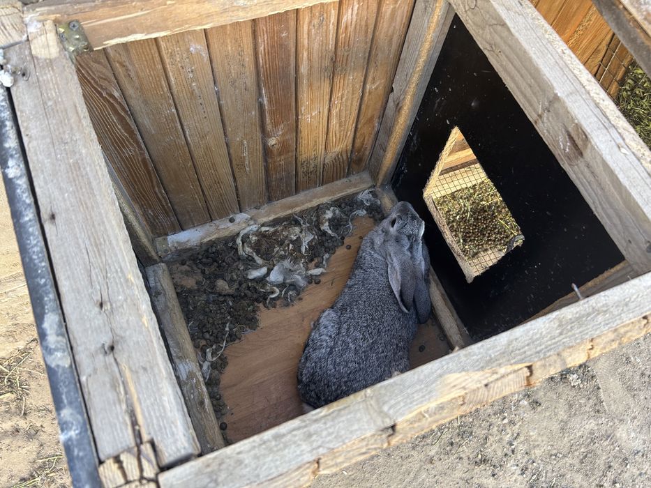 Клетка для кроликов, Крольчатник