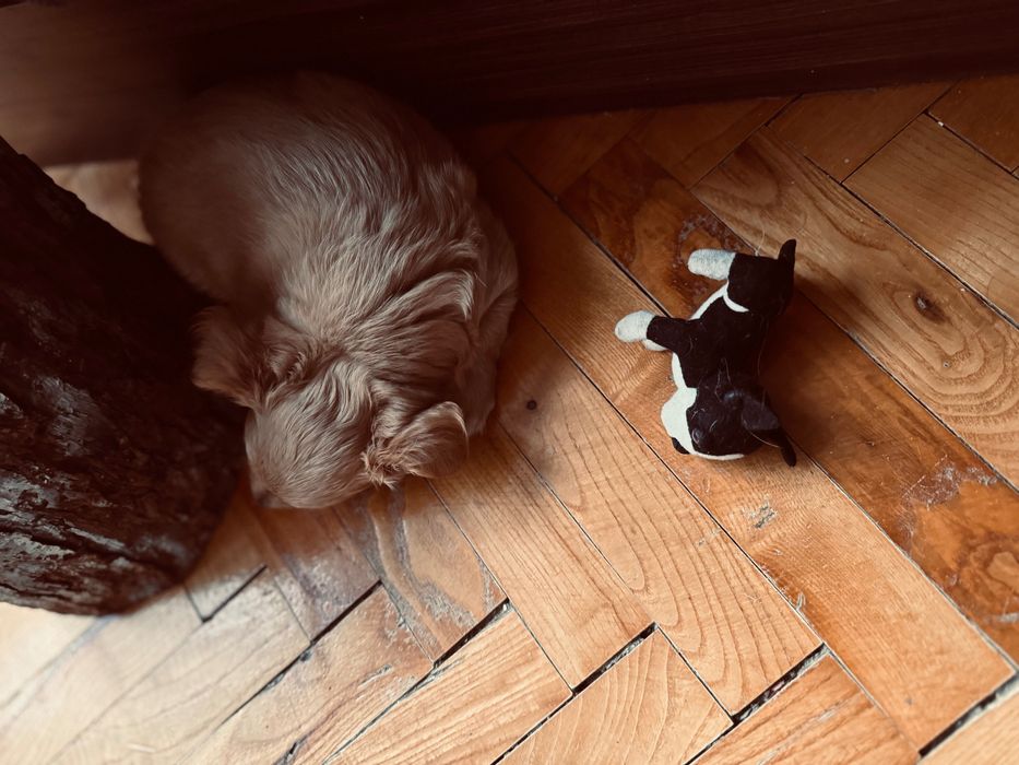 Чихуахуа гр.Силистра