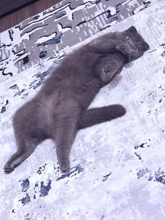 Scottish Fold mushuk sotiladi (qiz bola, 1 yosh)