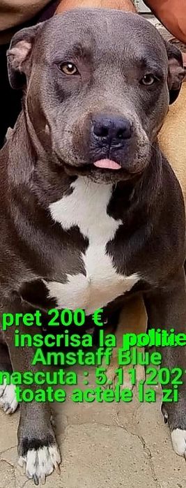 Amstaff Blue si familia ei