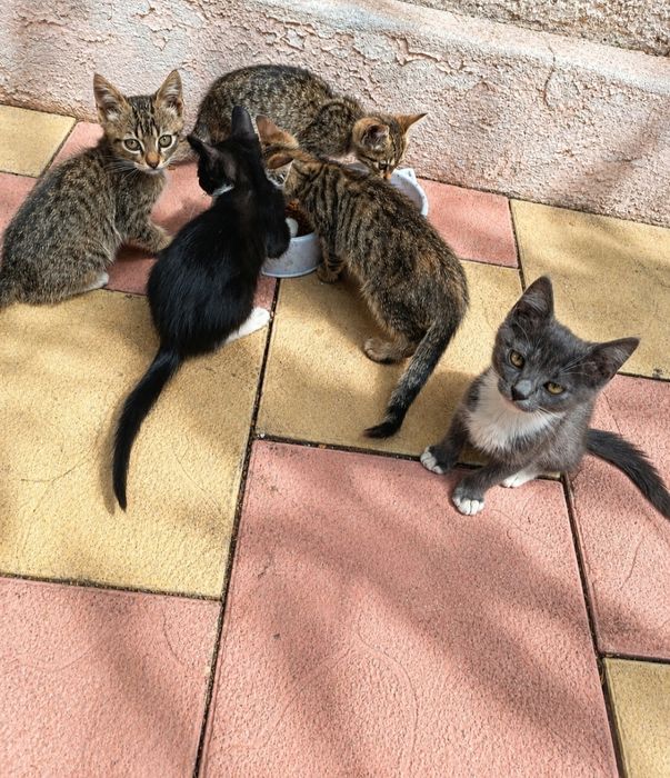 Spre adopție - Constanța