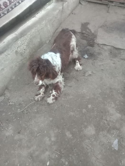 Продам салаки по 50 тыс